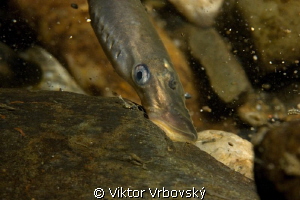 European Brook Lamprey (Lampetra planeri) by Viktor Vrbovský 